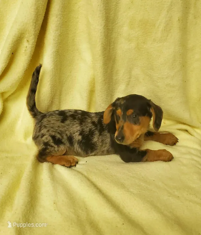 Turbo – Miniature Dachshund puppy for sale in Forest City, NC