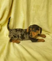 Turbo, a male Miniature Dachshund for sale in Forest City, NC – Photo 1 of 3