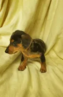 Turbo, a male Miniature Dachshund for sale in Forest City, NC – Photo 2 of 3