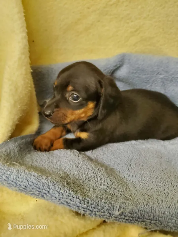 Baby boy – Miniature Dachshund puppy for sale in Forest City, NC