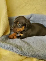 Baby boy, a male Miniature Dachshund for sale in Forest City, NC – 1 of 2