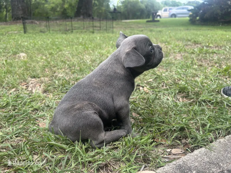 Bullwinkle – Frenchton puppy for sale in Killeen, TX