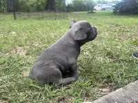 Bullwinkle, a  Frenchton for sale in Killeen, TX – 1 of 2