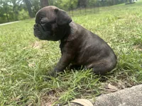 Boris, a  Frenchton for sale in Killeen, TX – 1 of 2