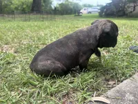 Boris, a  Frenchton for sale in Killeen, TX – 2 of 2