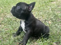Rocky, a  Frenchton for sale in Killeen, TX – 2 of 2