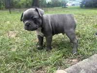 Bullwinkle, a  Frenchton for sale in Killeen, TX – 2 of 2