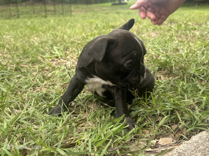 Rocky – Frenchton puppy for sale in Killeen, TX