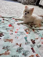 Lady, a female Pomeranian for sale in Keller, TX – 2 of 3