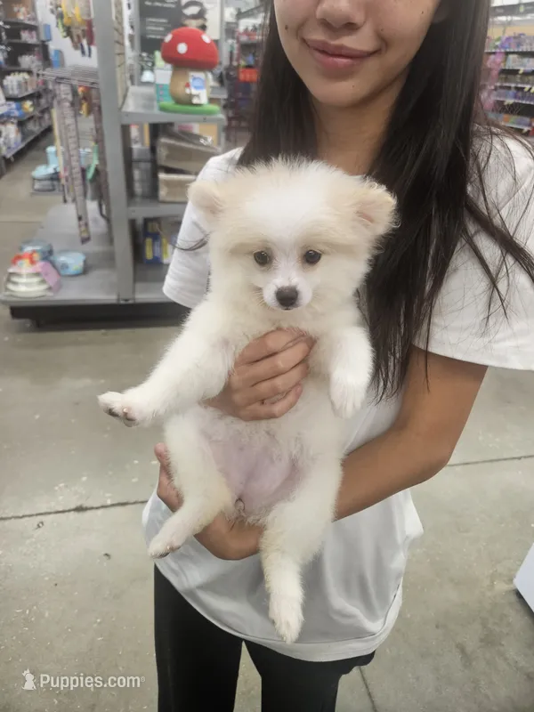Lady – Pomeranian puppy for sale in Keller, TX