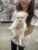Lady, a female Pomeranian for sale in Keller, TX – 1 of 3
