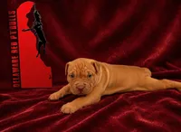 Princess #2, a female American Pit Bull Terrier for sale in Wilmington, DE – 4 of 10