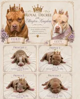 Prince #2, a male American Pit Bull Terrier for sale in Wilmington, DE – 3 of 10