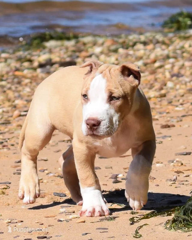Prince #2 – American Pit Bull Terrier puppy for sale in Wilmington, DE