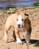 Prince #2, a male American Pit Bull Terrier for sale in Wilmington, DE – 1 of 10