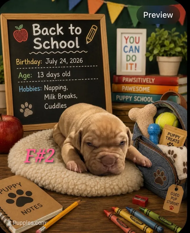 Princess #2 – American Pit Bull Terrier puppy for sale in Wilmington, DE