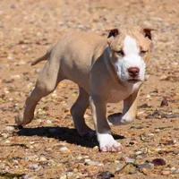 Prince #2, a male American Pit Bull Terrier for sale in Wilmington, DE – 2 of 10