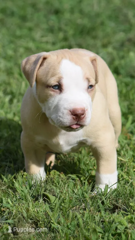 Prince #2 – American Pit Bull Terrier puppy for sale in Wilmington, DE