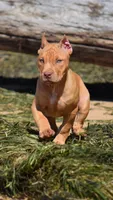 Diabla, a female American Pit Bull Terrier for sale in Wilmington, DE – 2 of 10