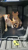 Prince #2, a male American Pit Bull Terrier for sale in Wilmington, DE – 10 of 10
