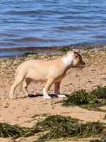 Prince #2, a male American Pit Bull Terrier for sale in Wilmington, DE – 3 of 10
