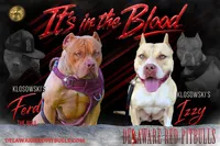 Princess #1, a female American Pit Bull Terrier for sale in Wilmington, DE – 3 of 10