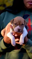 Coral F2, a female American Pit Bull Terrier for sale in Wilmington, DE – Photo 1 of 9