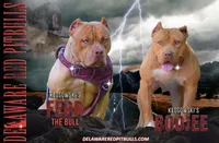 Coral F2, a female American Pit Bull Terrier for sale in Wilmington, DE – Photo 2 of 9