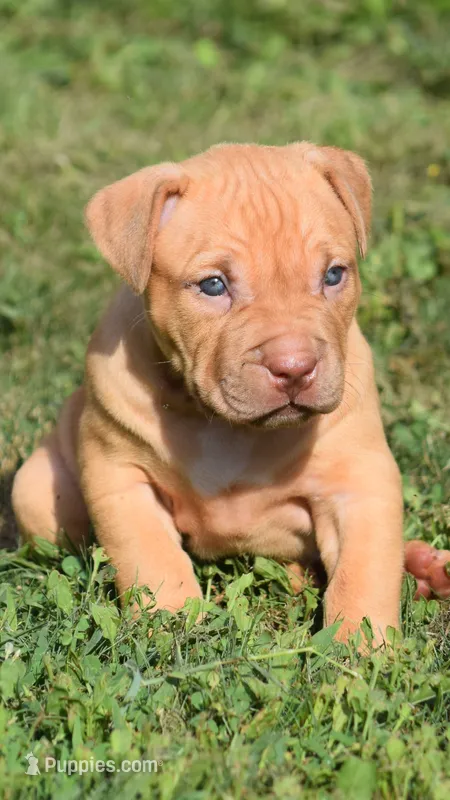 Princess #2 – American Pit Bull Terrier puppy for sale in Wilmington, DE