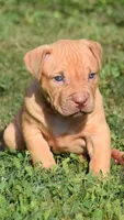 Diabla, a female American Pit Bull Terrier for sale in Wilmington, DE – 4 of 10