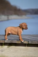 Cera, a female American Pit Bull Terrier for sale in Wilmington, DE – Photo 4 of 5