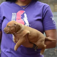 Cera, a male American Pit Bull Terrier for sale in Wilmington, DE – Photo 3 of 3