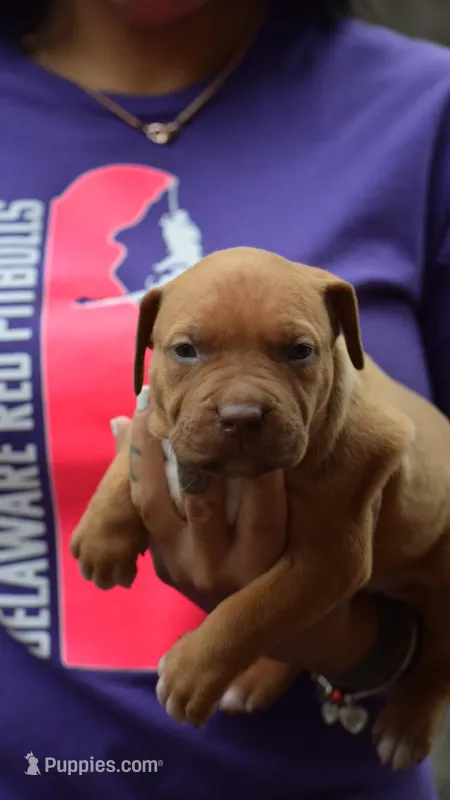 Cera – American Pit Bull Terrier puppy for sale in Wilmington, DE