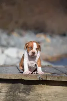 Beethoven, a male American Pit Bull Terrier for sale in Wilmington, DE – Photo 5 of 5