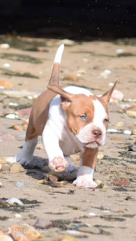 Beethoven – American Pit Bull Terrier puppy for sale in Wilmington, DE