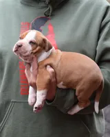 Beethoven, a male American Pit Bull Terrier for sale in Wilmington, DE – Photo 4 of 8