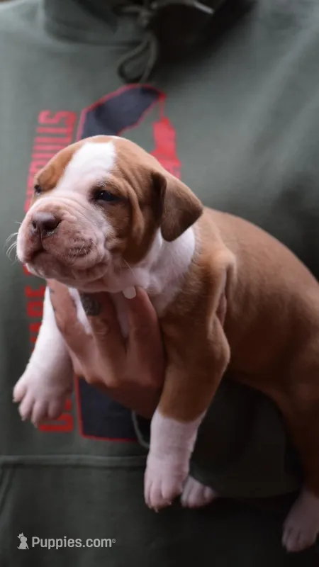 Beethoven – American Pit Bull Terrier puppy for sale in Wilmington, DE