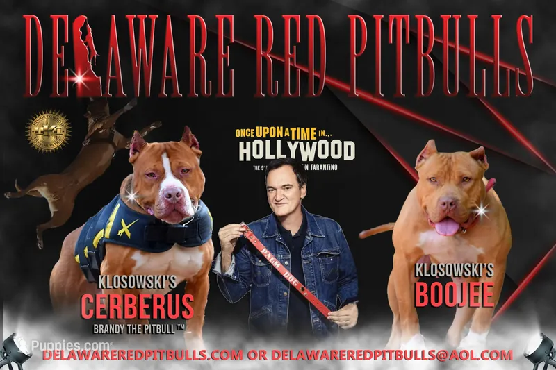 Brandy the pitbull TM x Boojee