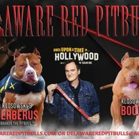 Beethoven, a male American Pit Bull Terrier for sale in Wilmington, DE – Photo 3 of 8