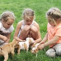 Beethoven, a male American Pit Bull Terrier for sale in Wilmington, DE – Photo 7 of 8