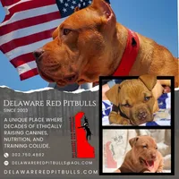 Beethoven, a male American Pit Bull Terrier for sale in Wilmington, DE – Photo 6 of 8