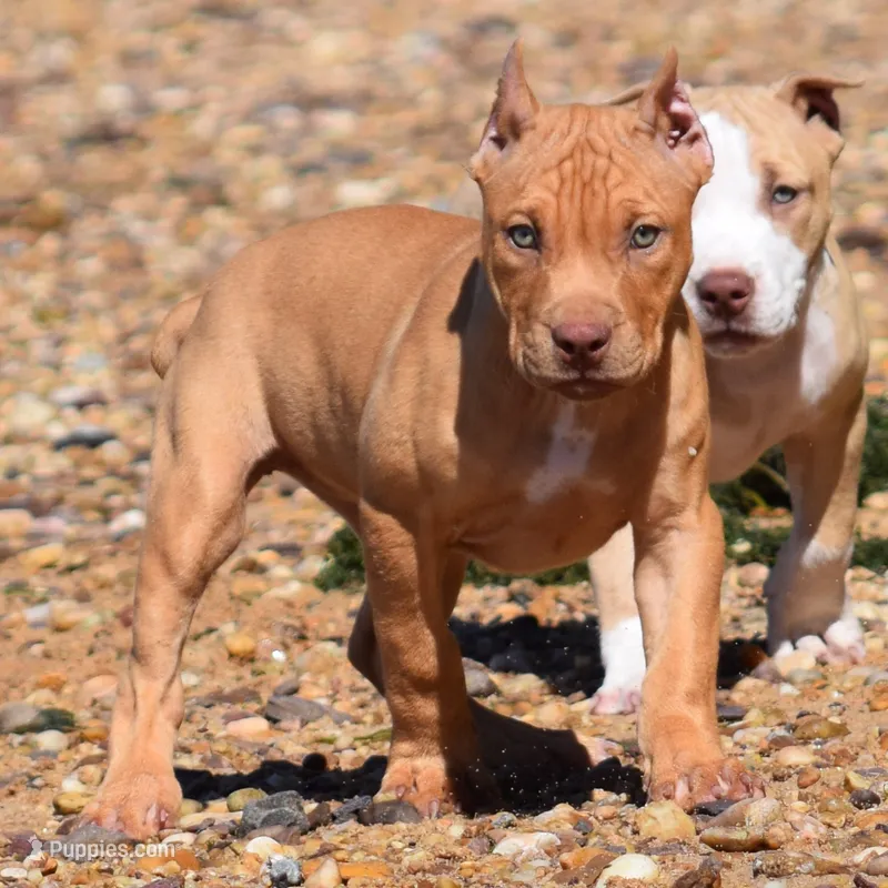 Diabla – American Pit Bull Terrier puppy for sale in Wilmington, DE