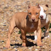Diabla, a female American Pit Bull Terrier for sale in Wilmington, DE – 1 of 10