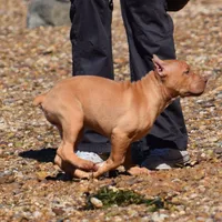 Diabla, a female American Pit Bull Terrier for sale in Wilmington, DE – 3 of 10