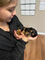 Hank, a male Miniature Dachshund for sale in Chattanooga, TN – Photo 5 of 6