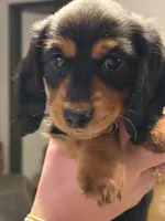 Hank, a male Miniature Dachshund for sale in Chattanooga, TN – Photo 4 of 6