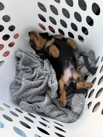 Hank, a male Miniature Dachshund for sale in Chattanooga, TN – Photo 6 of 6