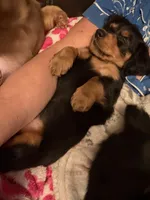 Hank, a male Miniature Dachshund for sale in Chattanooga, TN – Photo 3 of 6