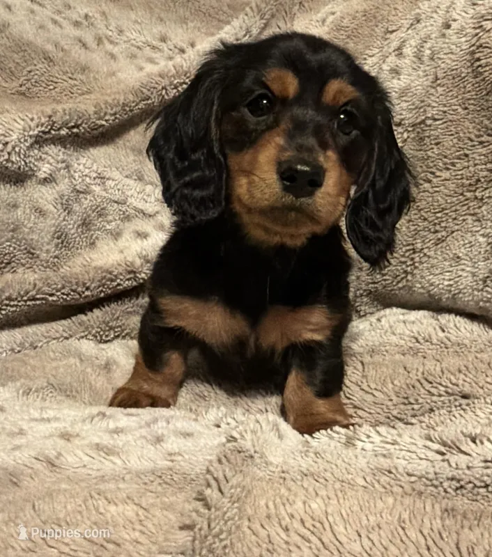 Hank, a male Miniature Dachshund for sale in Chattanooga, TN – Photo 1 of 6