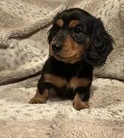 Hank, a male Miniature Dachshund for sale in Chattanooga, TN – Photo 2 of 6